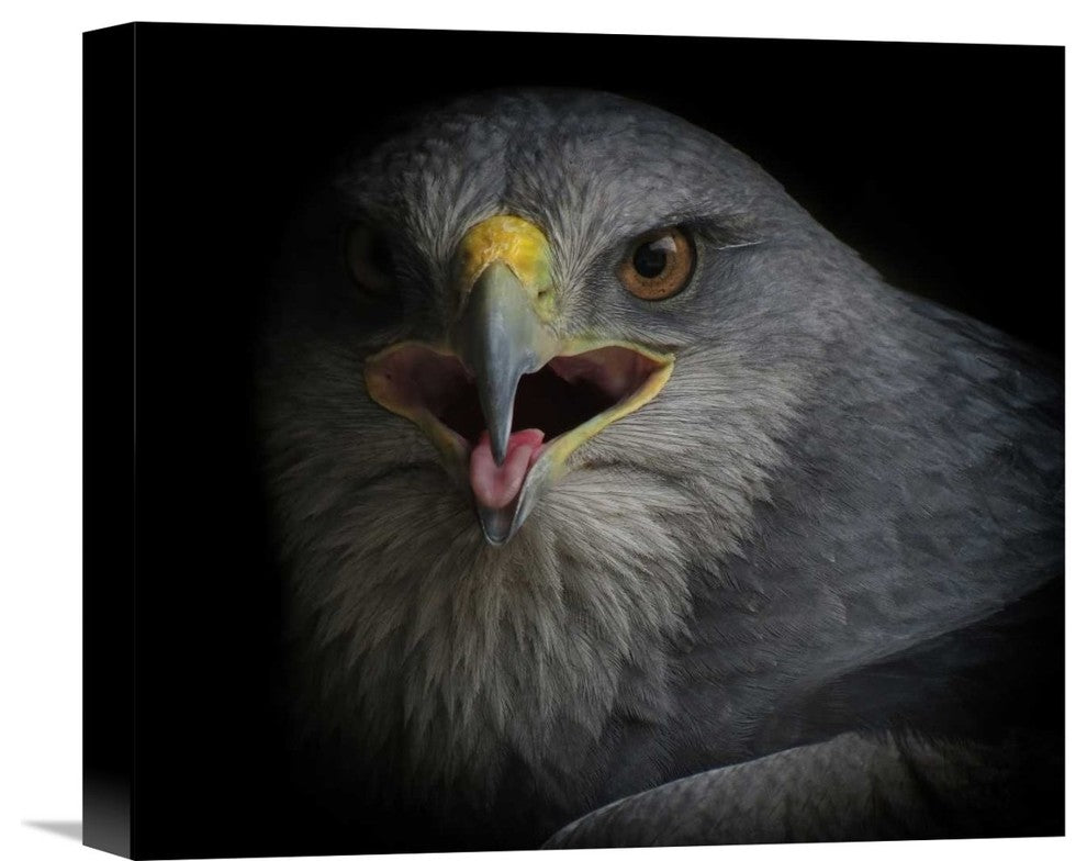 "War Cry" Stretched Canvas Giclee by Ferdinando Valverde, 16x14"
