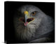 "War Cry" Stretched Canvas Giclee by Ferdinando Valverde, 16x14"