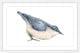 Marmont Hill, "Nuthatch Bird" by Thimble Sparrow Framed Painting Print, 24x16