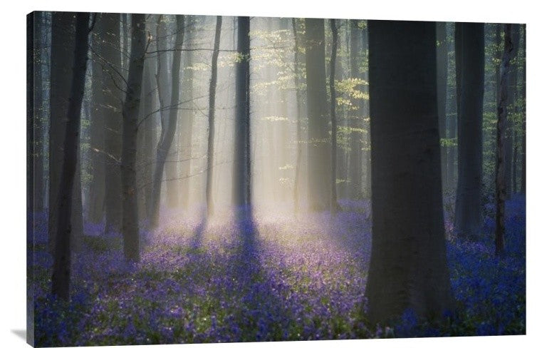 "Velvet Light" Stretched Canvas Giclee by Adrian Popan, 36x24"