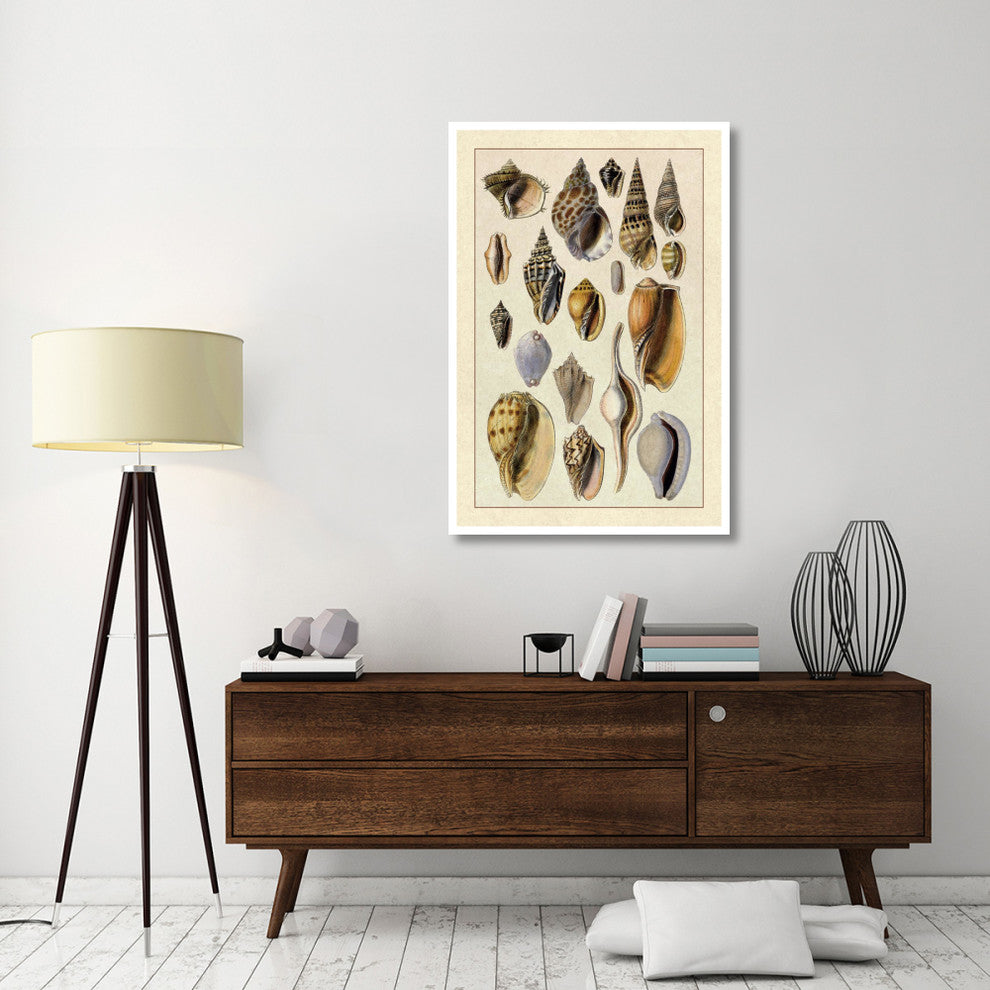 "Shells: Trachelipoda #6" Digital Paper Print by G.B. Sowerby, 34"x50"