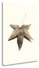 "Japanese Maple" By Alan Blaustein, Giclee Print on Gallery Wrap Canvas