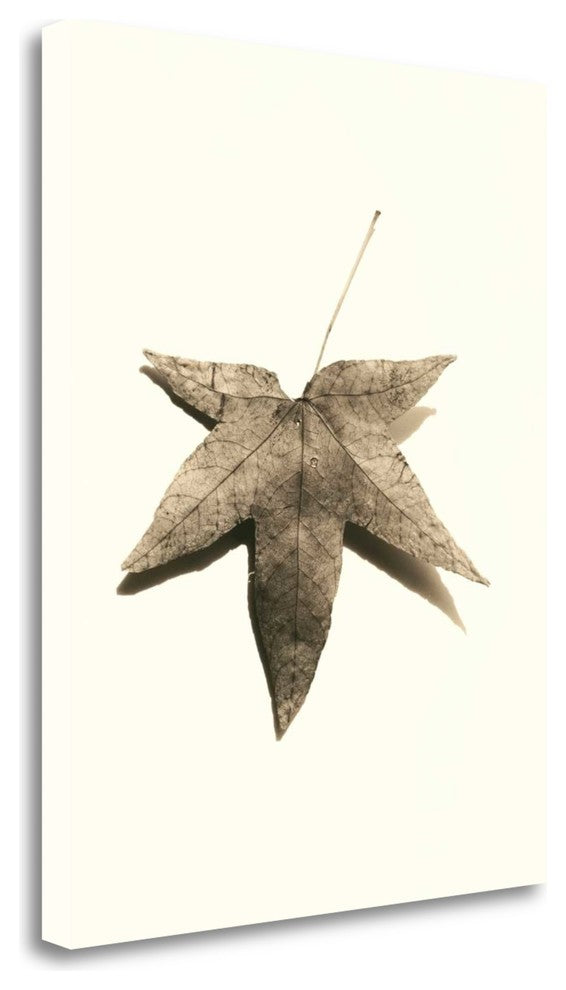 "Japanese Maple" By Alan Blaustein, Giclee Print on Gallery Wrap Canvas