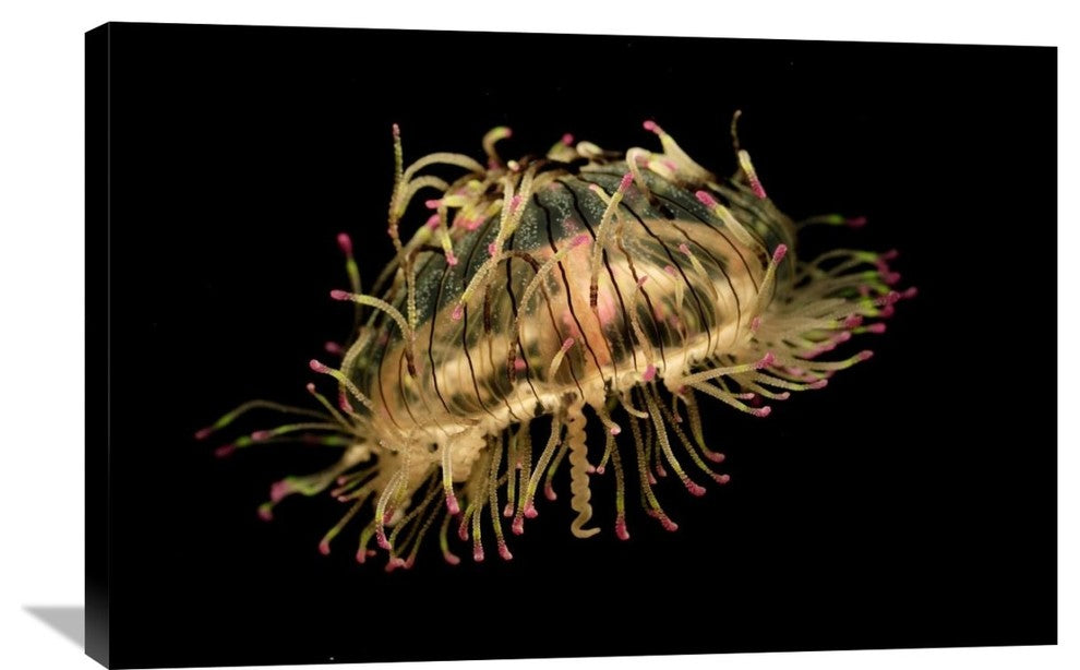 "Flower Hat Jelly, Native To Brazil, Argentina And Japan" Artwork, 36" x 24"