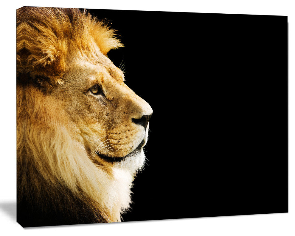 Large Lion Portrait on Black, African Canvas Art Print, 60"x28"