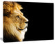 Large Lion Portrait on Black, African Canvas Art Print, 60"x28"