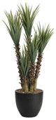 5.5' Yucca Plant in Round Planter