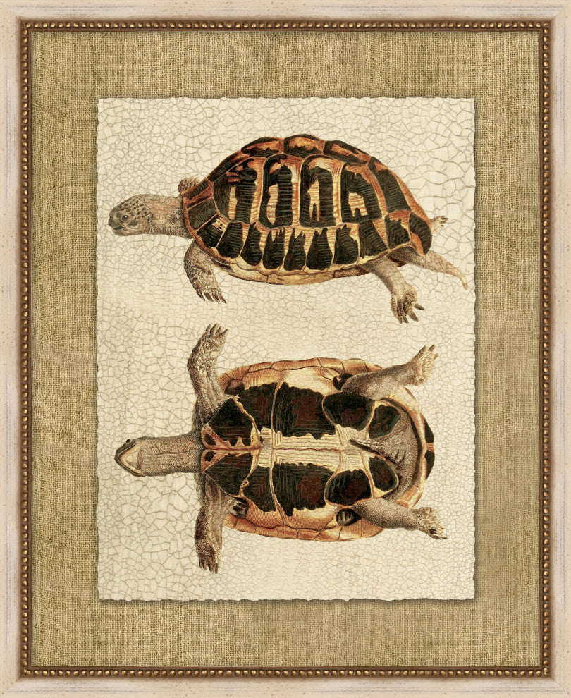 Neutral Turtle 3, Giclee Reproduction Artwork