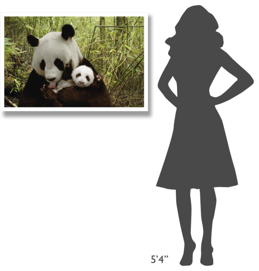 "Giant Panda Gongzhu and cub, bamboo, Wolong Nature Reserve" Paper Art, 38"x26"