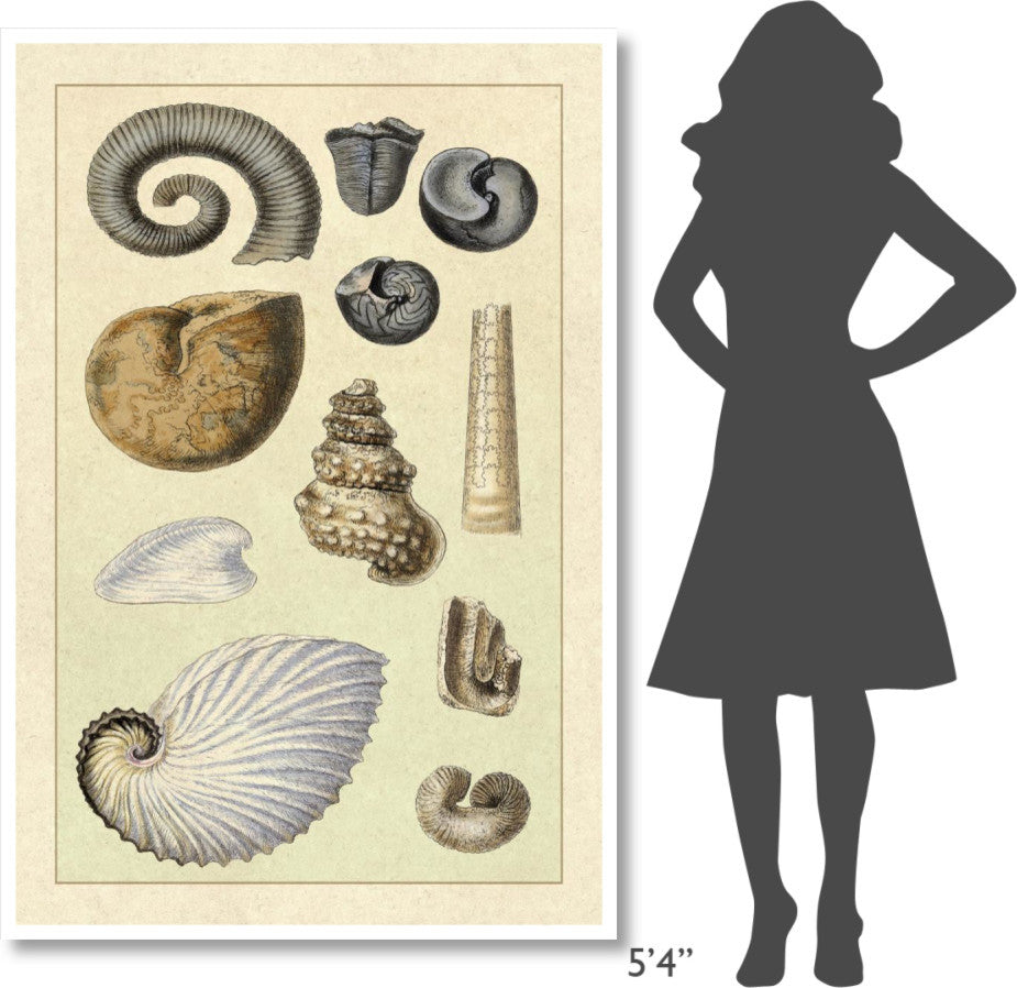 "Shells: Ammonacea" Digital Paper Print by G.B. Sowerby, 42"x62"