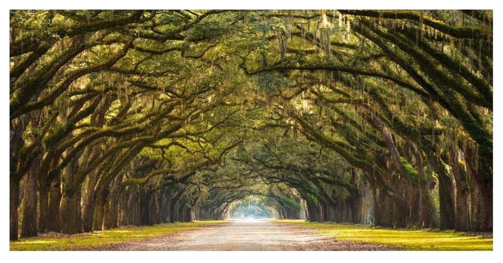 "Path lined with  oak trees" Digital Paper Print by Anonymous, 62"x32"