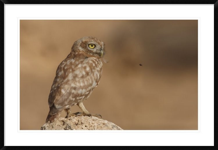 "Owl Vs Bee" Framed Digital Print by Assaf Gavra, 44x30"