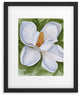 Rosie Brown White Belle Framed Art Print