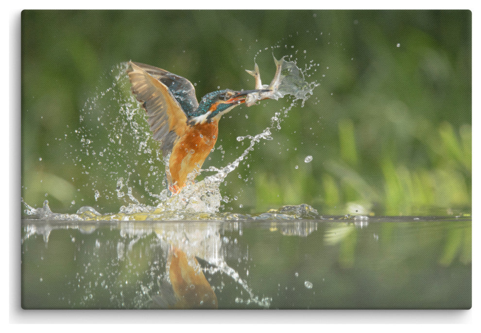 Flying Common Kingfisher Bird - Fish Animal Wildlife Photo Canvas Wall Art Print, 24" X 36"