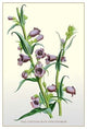 The Gentian-Blue Pentstemon- Gallery Wrapped Canvas Art 28" x 42"