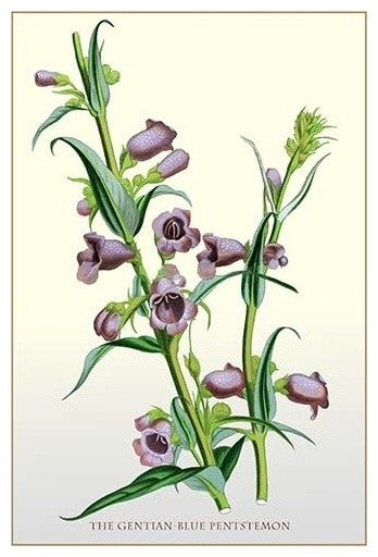 The Gentian-Blue Pentstemon- Gallery Wrapped Canvas Art 28" x 42"