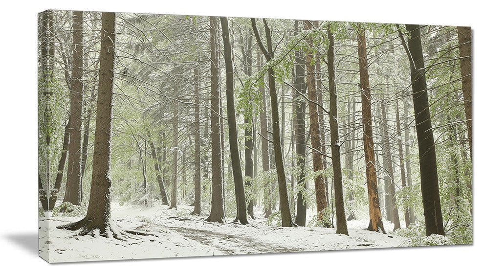 "Spring Beech Forest Scenery" Canvas Print