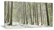 "Spring Beech Forest Scenery" Canvas Print