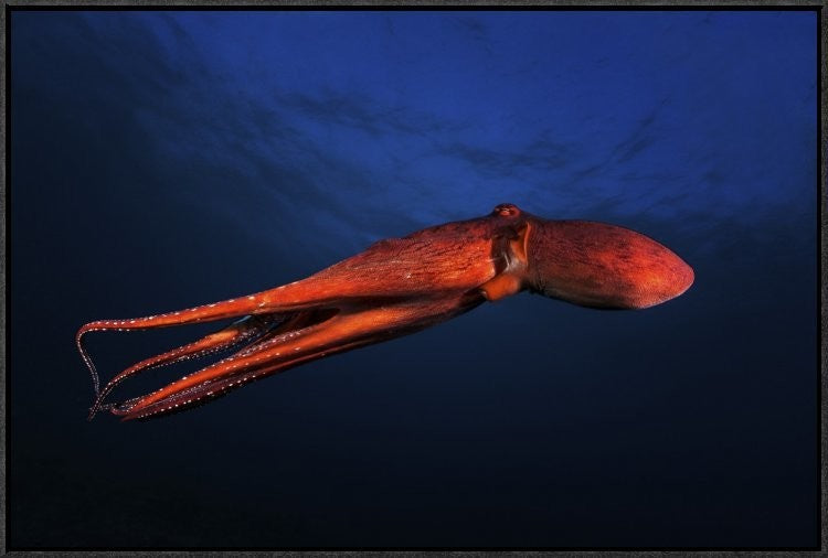 Red Octopus, 30"x20"