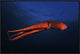 Red Octopus, 30"x20"
