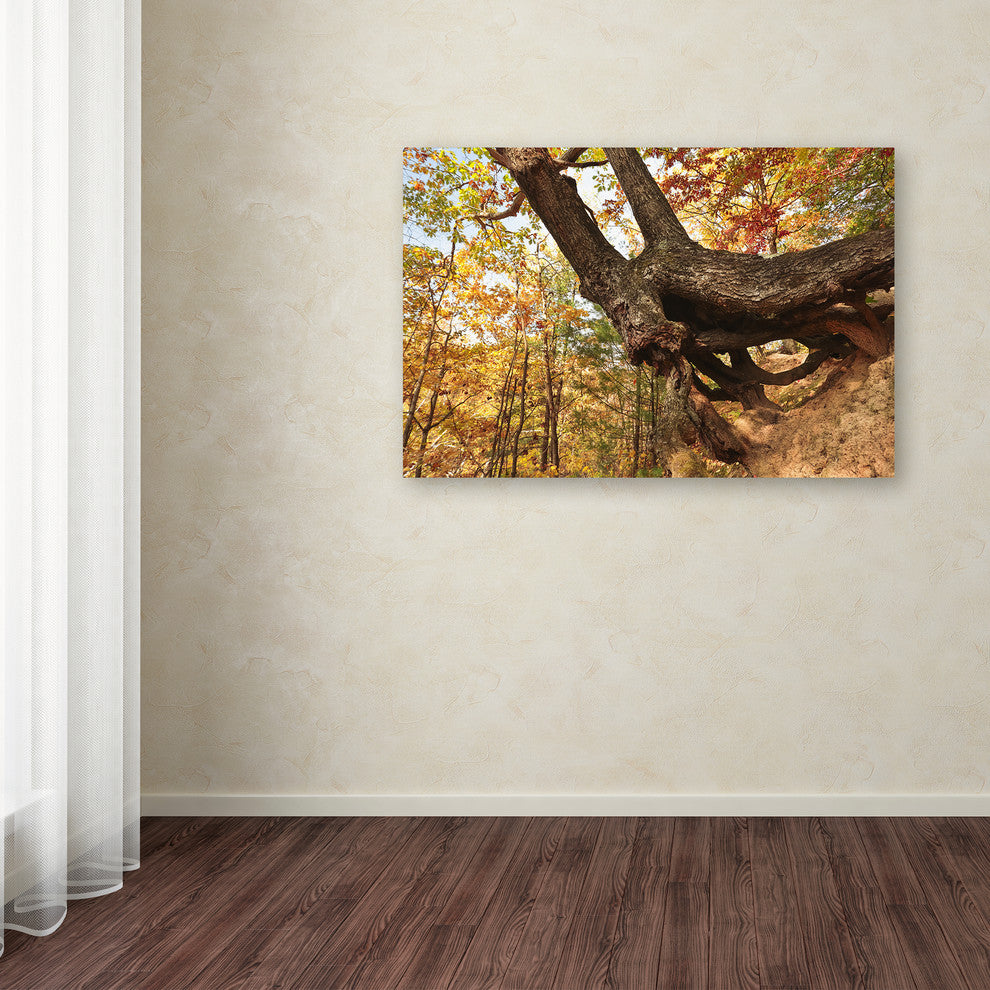 Jason Shaffer ''Tree Of Shelter'' Canvas Art, 24x16