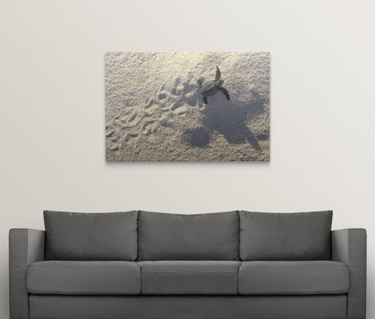 "Young sea turtle " Canvas Art, 48"x32"x1.25"
