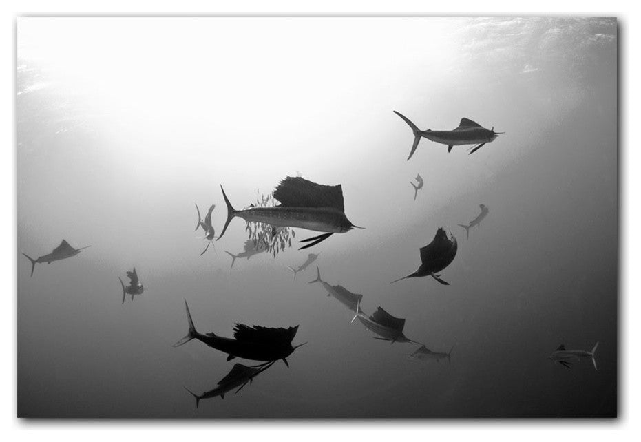 Ready2hangart Christopher Doherty Photography 'Sailfish' Canvas Wall Art