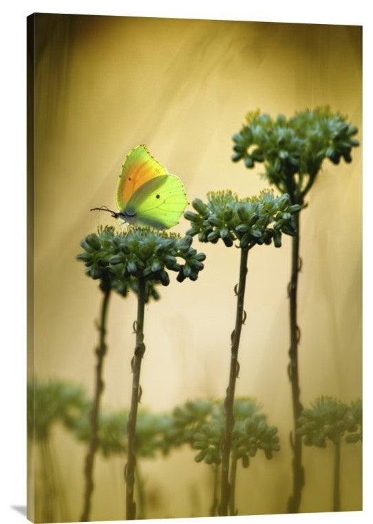 "Cleopatra" Stretched Canvas Giclee by Jimmy Hoffman, 24x36"