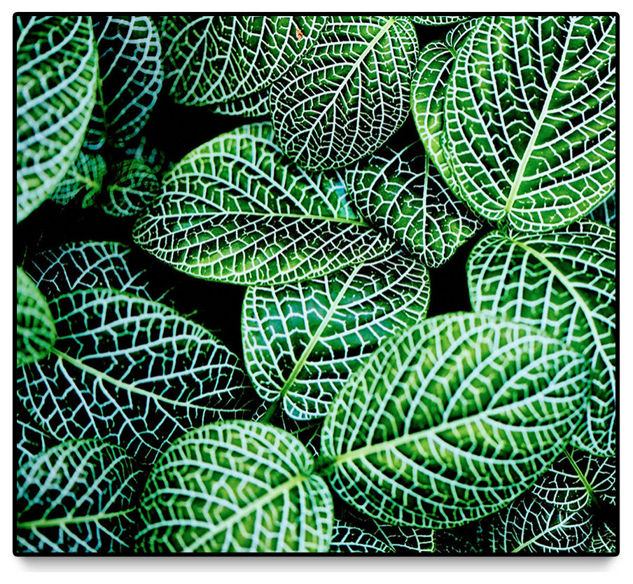 "Leaf IX" Oversized Framed Canvas, 45. x 45"