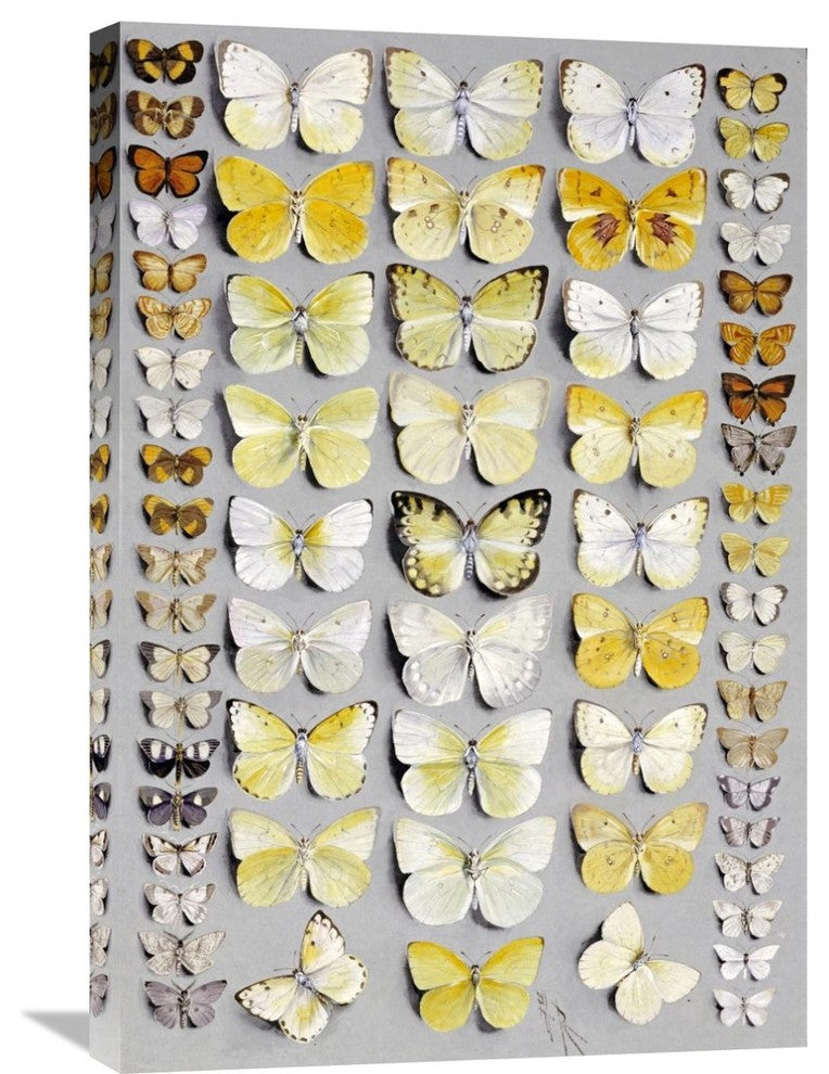 "Sixty-Seven Lepidoptera" Artwork