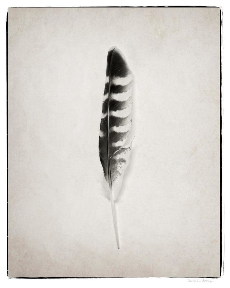 "Feather IV - BW" Digital Paper Print by Debra Van Swearingen, 22"x26"