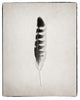 "Feather IV - BW" Digital Paper Print by Debra Van Swearingen, 22"x26"