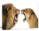 Lion and Lioness Roaring, Abstract Canvas Art Print, 40"x30"