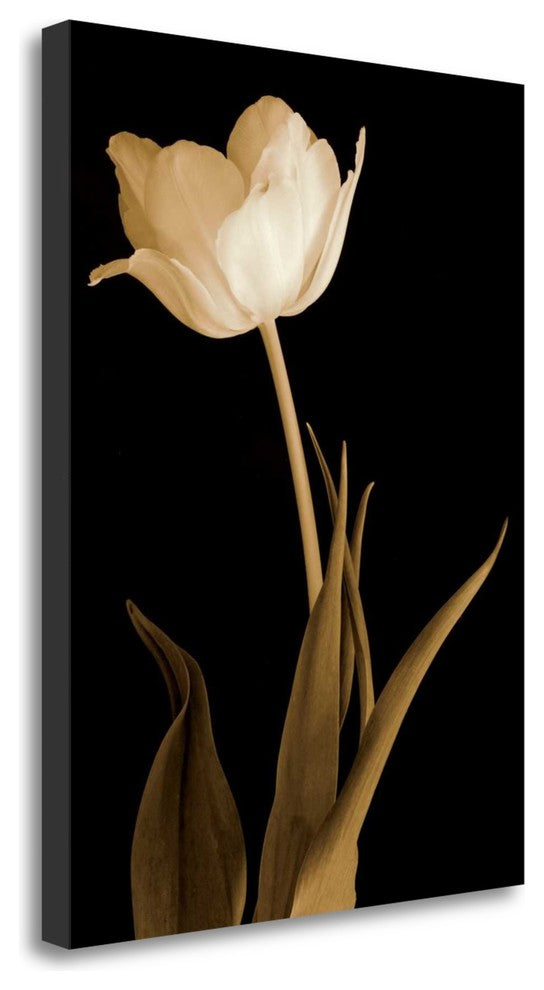 "Splendid Beauty" By Charles Britt, Giclee Print on Gallery Wrap Canvas