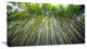 "Bamboo Forest of Kyoto Japan." Forest Canvas Wall Art Print, 40"x20"