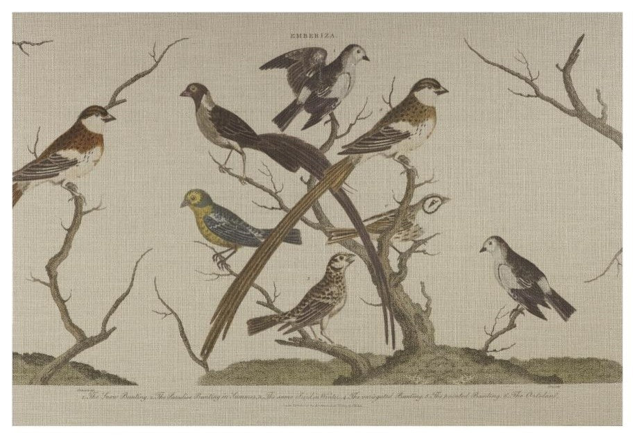 Bunting Birds Horizontal Gallery