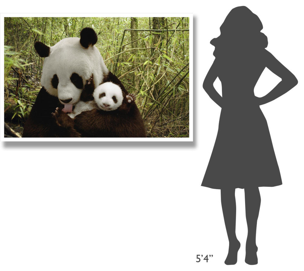 "Giant Panda Gongzhu and cub, bamboo, Wolong Nature Reserve" Paper Art, 50"x34"