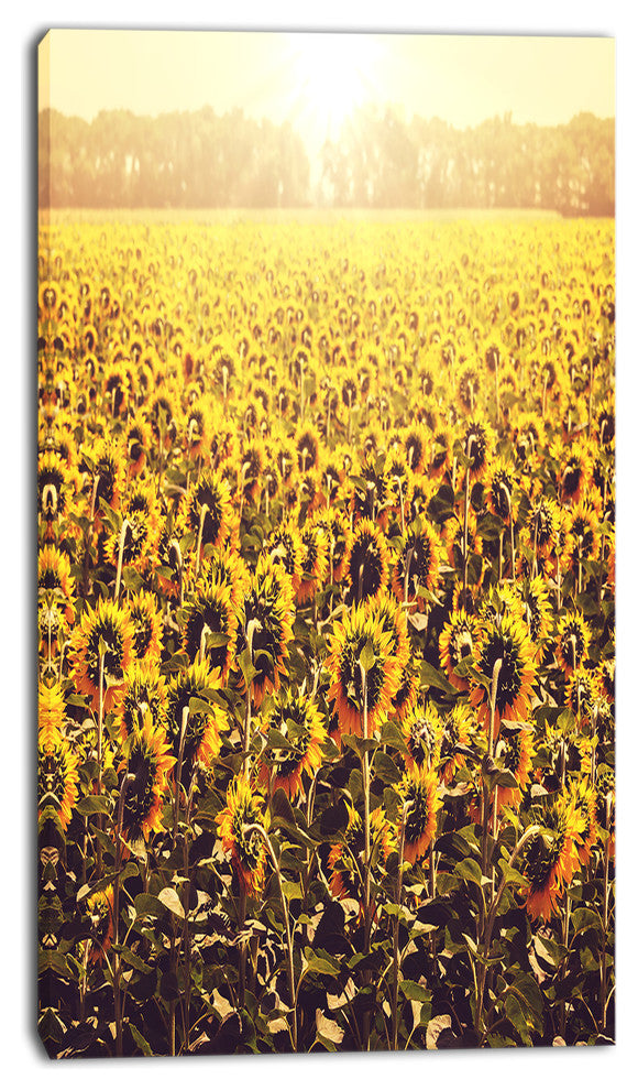 Blooming Sunflowers At Sunset, Oversized Landscape Canvas Art, 16"x32"