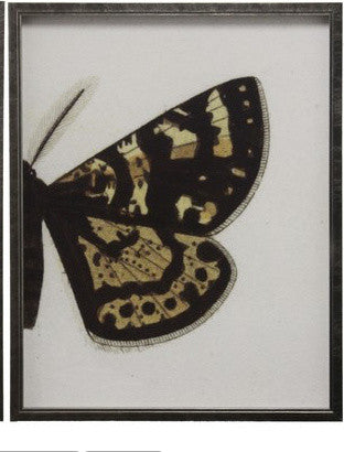 Split Black And Brown Butterfly, Pewter Shadowbox, Left, Right