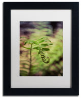 PIPA Fine Art 'Growth of the Forest Floor' Matted Framed Art, 14x11