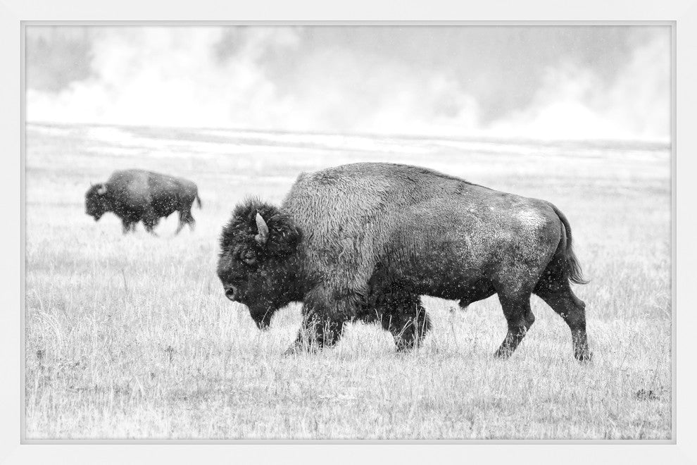 Marmont Hill, "Buffalo Pair" Framed Painting Print, 18x12