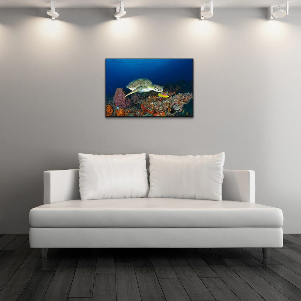 Ready2hangart Christopher Doherty Photography 'Turtle' Canvas Wall Art
