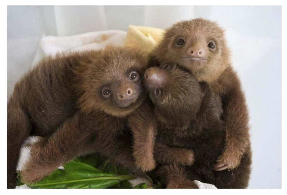 "Hoffmann's 2-toed Sloth babies, Aviarios Sloth Sanctuary" Paper Art, 32"x22"