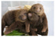 "Hoffmann's 2-toed Sloth babies, Aviarios Sloth Sanctuary" Paper Art, 32"x22"