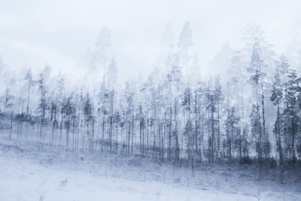Winter Trees, Giclee Reproduction Artwork