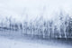 Winter Trees, Giclee Reproduction Artwork