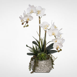 Real Touch Phalaenopsis Orchids With Succulents, Concrete Pot