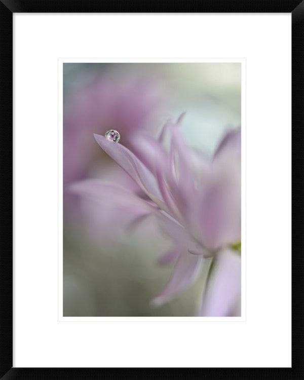 "In Pink Delight" Framed Digital Print by Heidi Westum, 19x24"