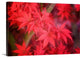 "Red and Red" Wrapped Canvas Art Print, 36"x24"x1.5"