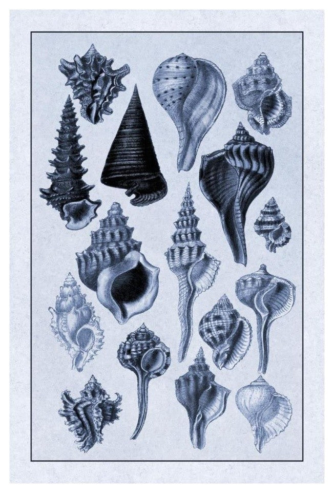 "Shells: Trachelipoda #4 (Blue)" Digital Paper Print by G.B. Sowerby, 18"x26"